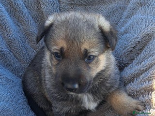 German Shepherd dogs - Advert 8