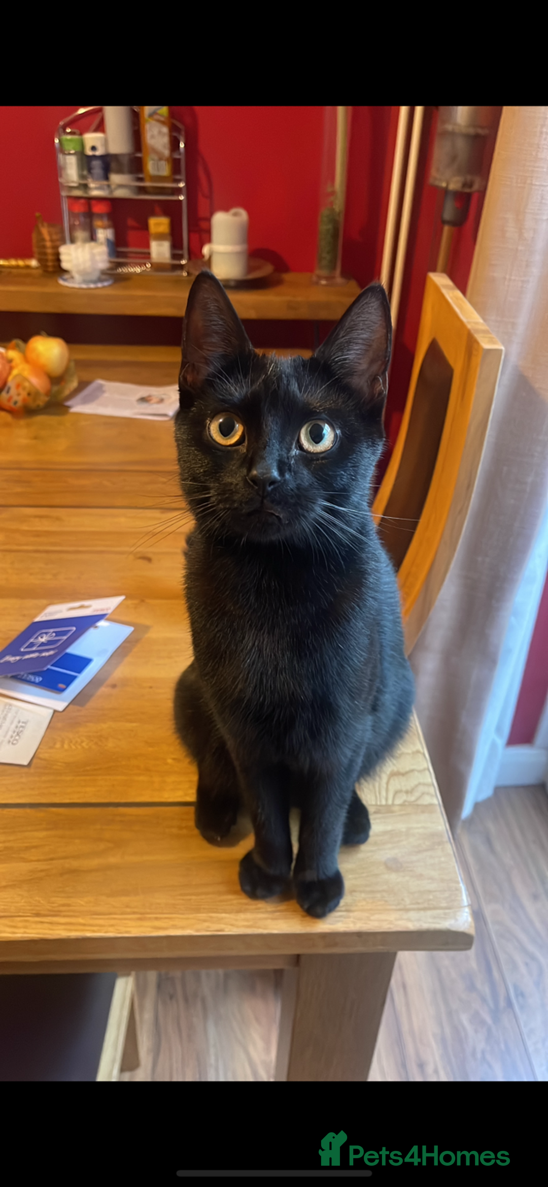 Russian Blue cats for sale: kittens - Image 3