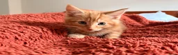 Mixed Breed cats for sale: Ginger Male  - Advert 5
