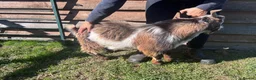Goats livestock for sale: Entire Pygmy Billy Ready For Work - Advert 2