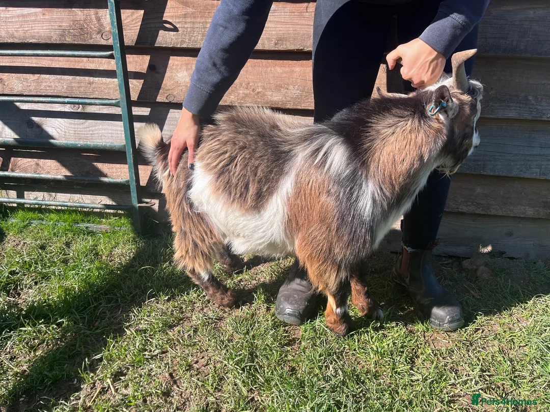 Goats livestock for sale: Entire Pygmy Billy Ready For Work - Advert 2