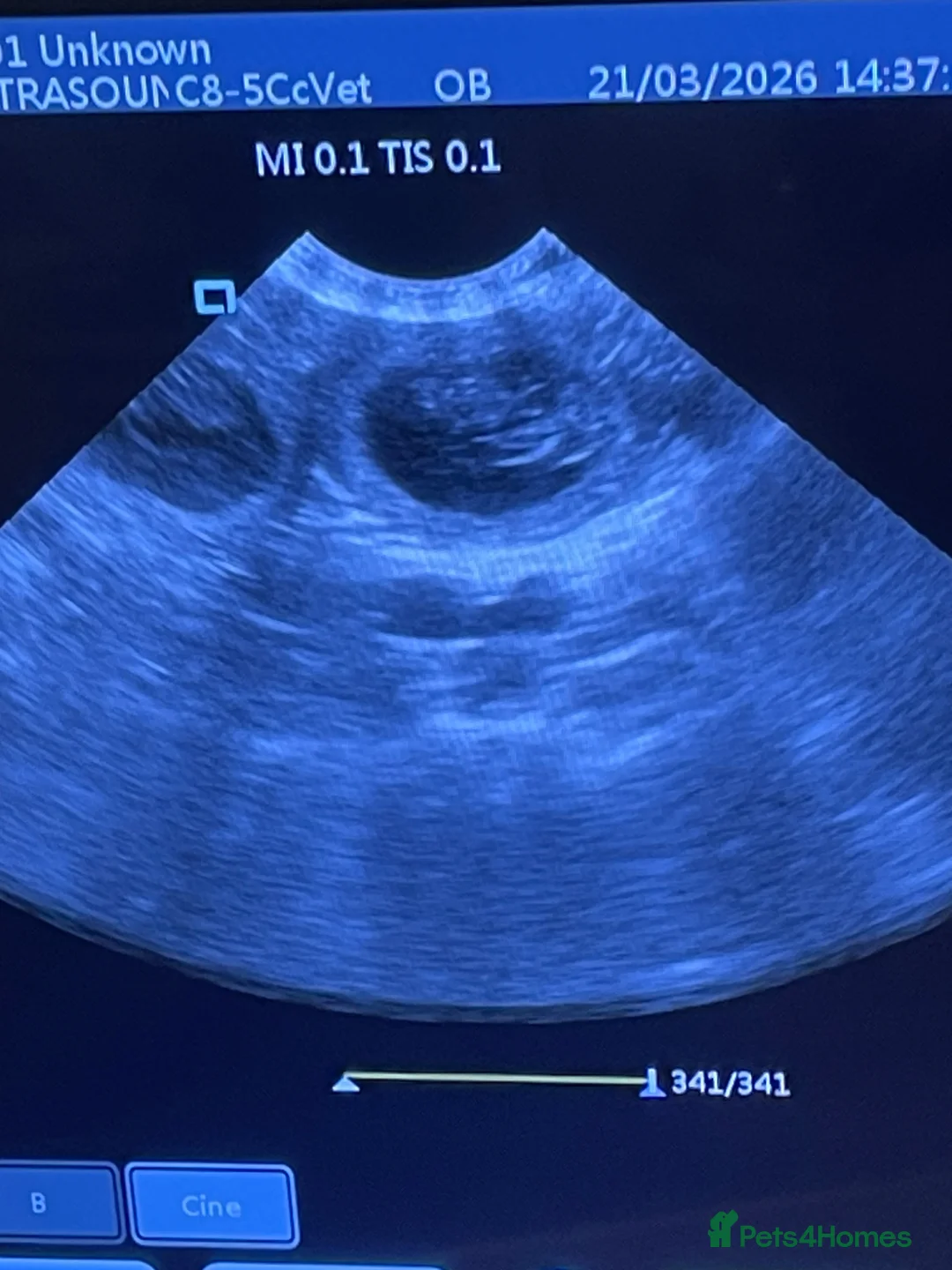 Cockapoo dogs for stud: Cockapoo PROVEN Stud F1 -Stoke  - Advert 2