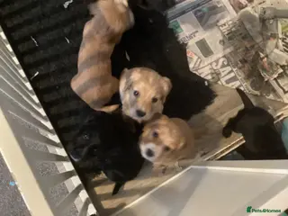 Cocker Spaniel dogs KC registered working cocker spaniel puppies - Advert 14