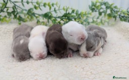 Mini Lop rabbits for sale: Mini lops waiting list open  - Image 1
