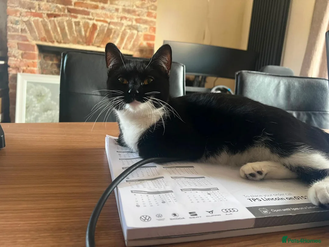 Domestic Shorthair cats for sale: 6 month old female kitten - spayed in Boston - Advert 6