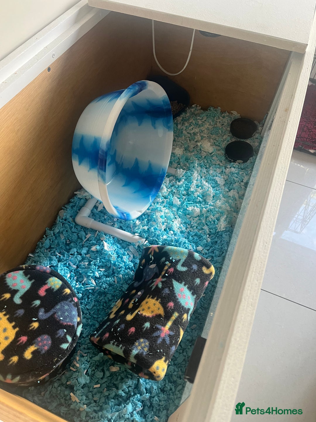 Pygmy Hedgehog rodents for sale: Male Pygmy hedgehog and all accessories  - Image 3