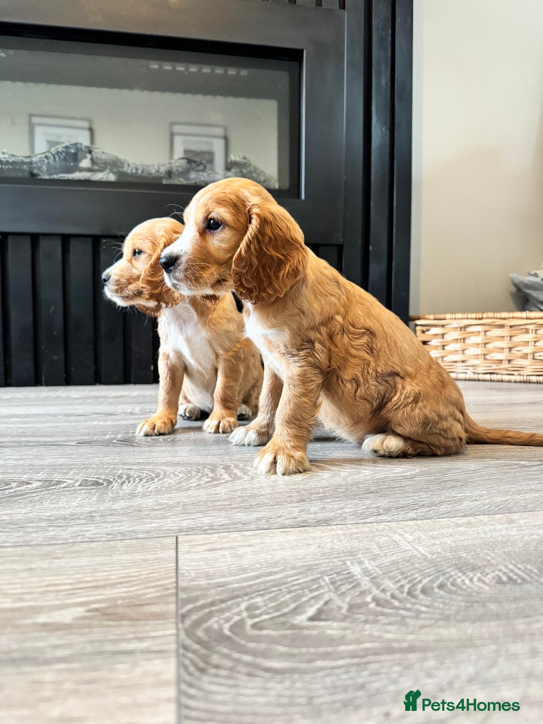 Cocker Spaniel dogs for sale: Stunning Litter of KC Reg Cocker Spaniel Puppies - Image 17