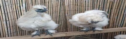 Chickens poultry for sale: Silkie chicks, hatching eggs & cockerels available - Advert 10