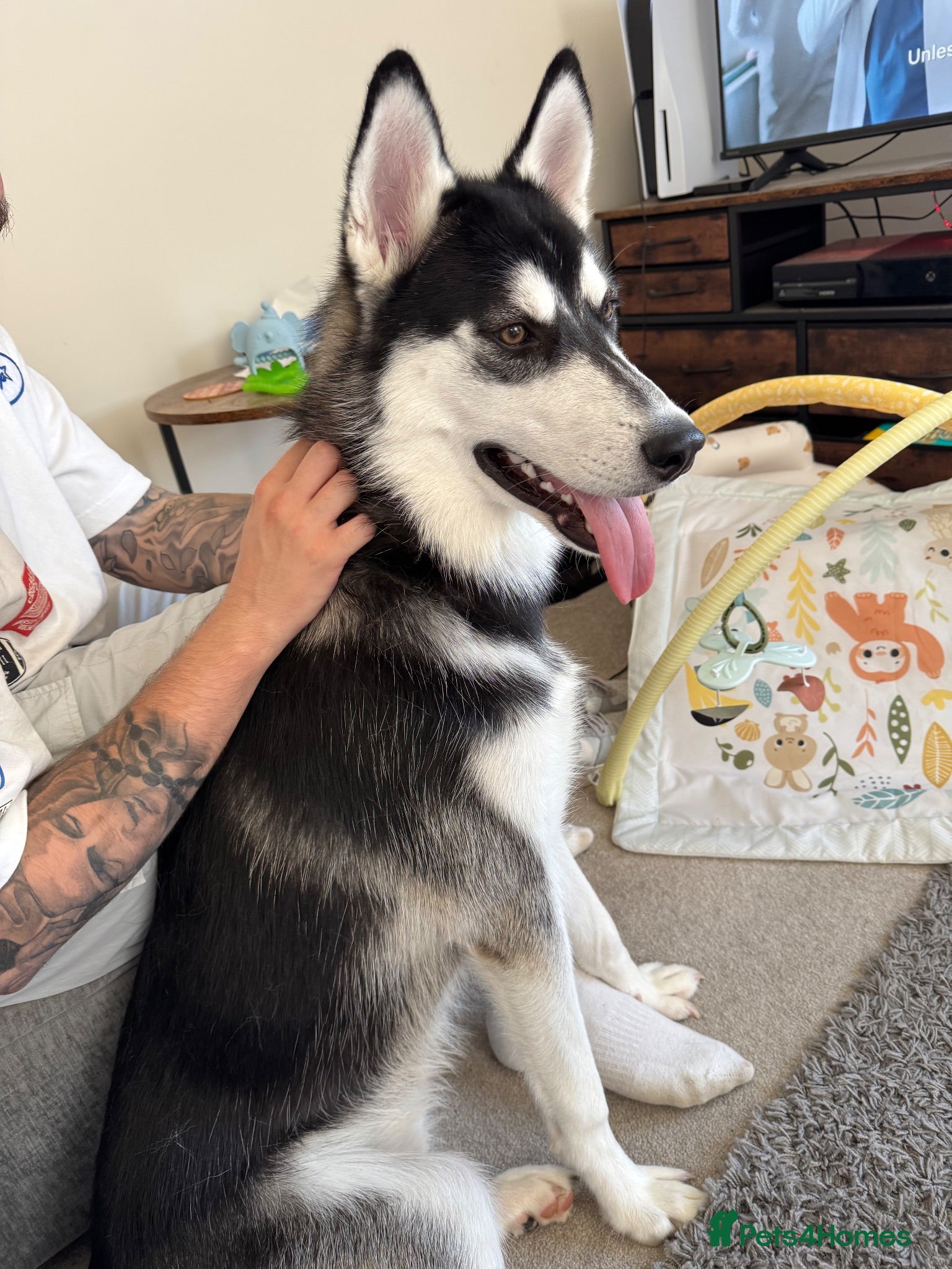 Alaskan Malamute dogs 8 month old male Alaskan malamute  - Advert 1