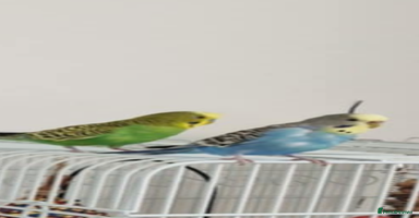 Budgerigars birds in Blackpool - Advert 3