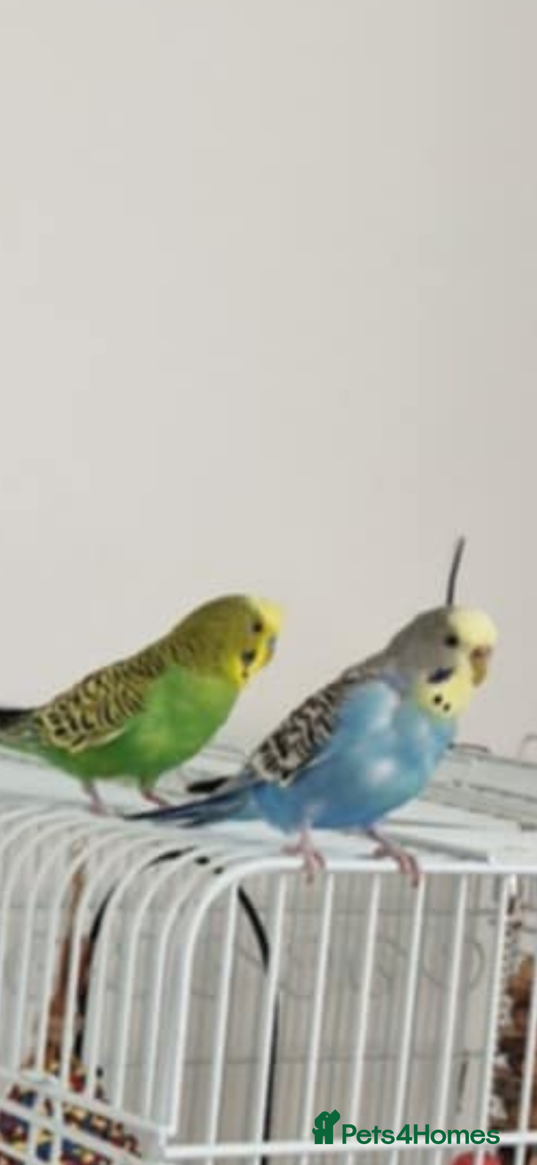 Budgerigars birds for sale: Bonded pair of budgies and cage  in Blackpool - Image 2