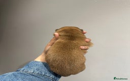 Japanese Shiba Inu dogs for sale: CHUNKY AND PURE Japanese Shiba Inu - Image 6
