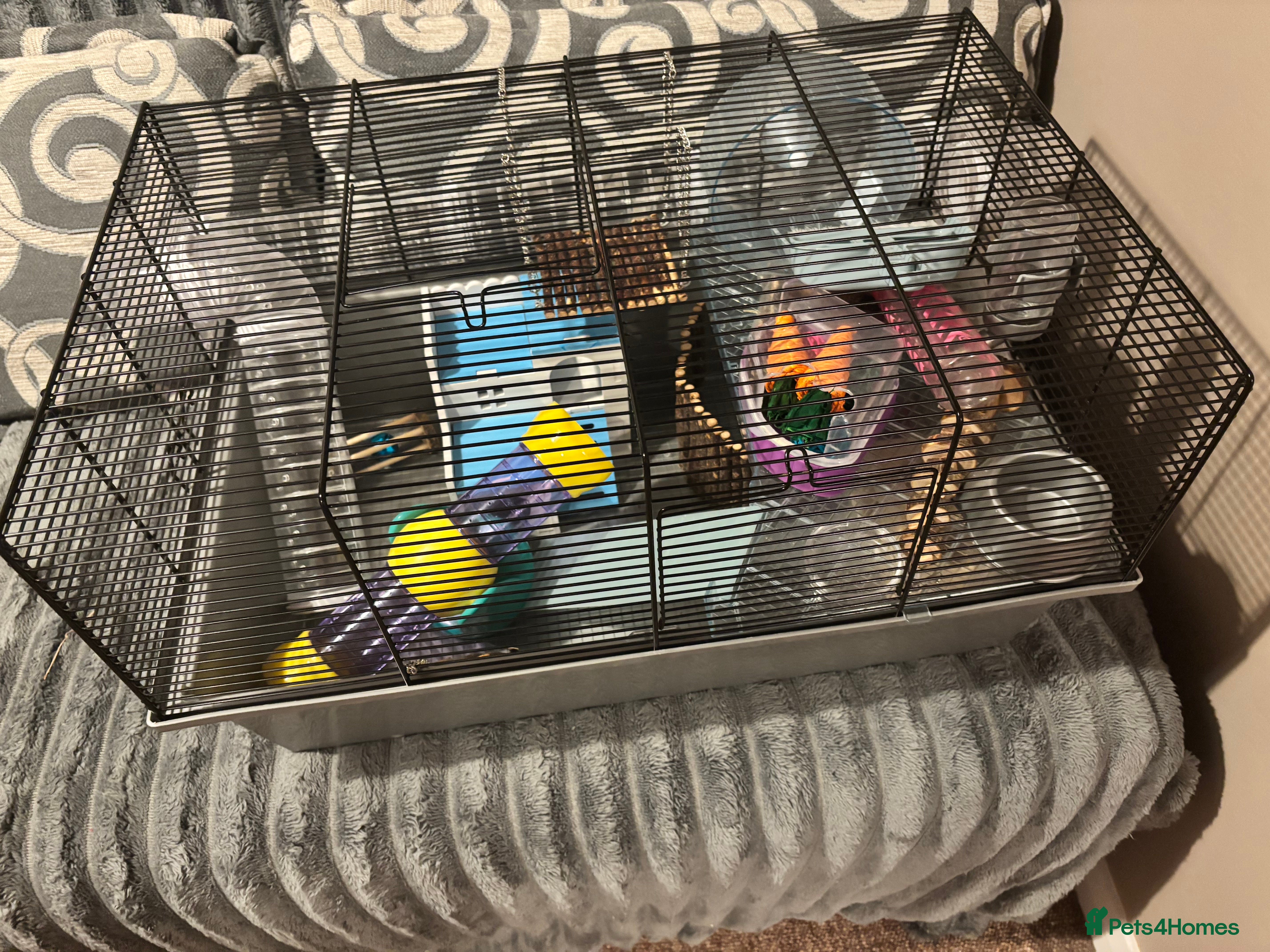 Hamster rodents Hamster & Full set up - Advert 1