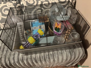 Hamster rodents Hamster & Full set up - Advert 1