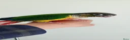 Conures birds for sale: Handreared green cheek conures for sale - Advert 14