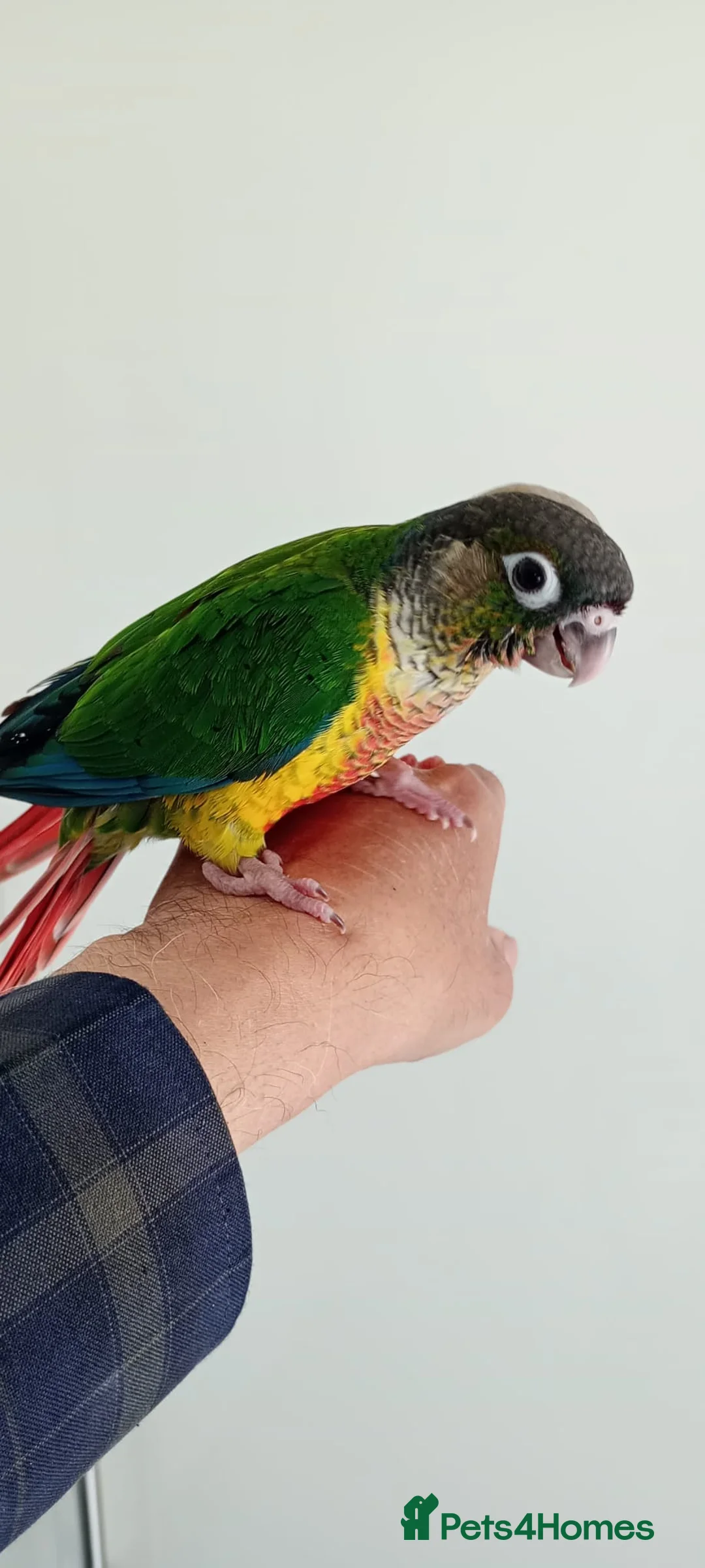 Conures birds for sale: Handreared green cheek conures for sale - Advert 14