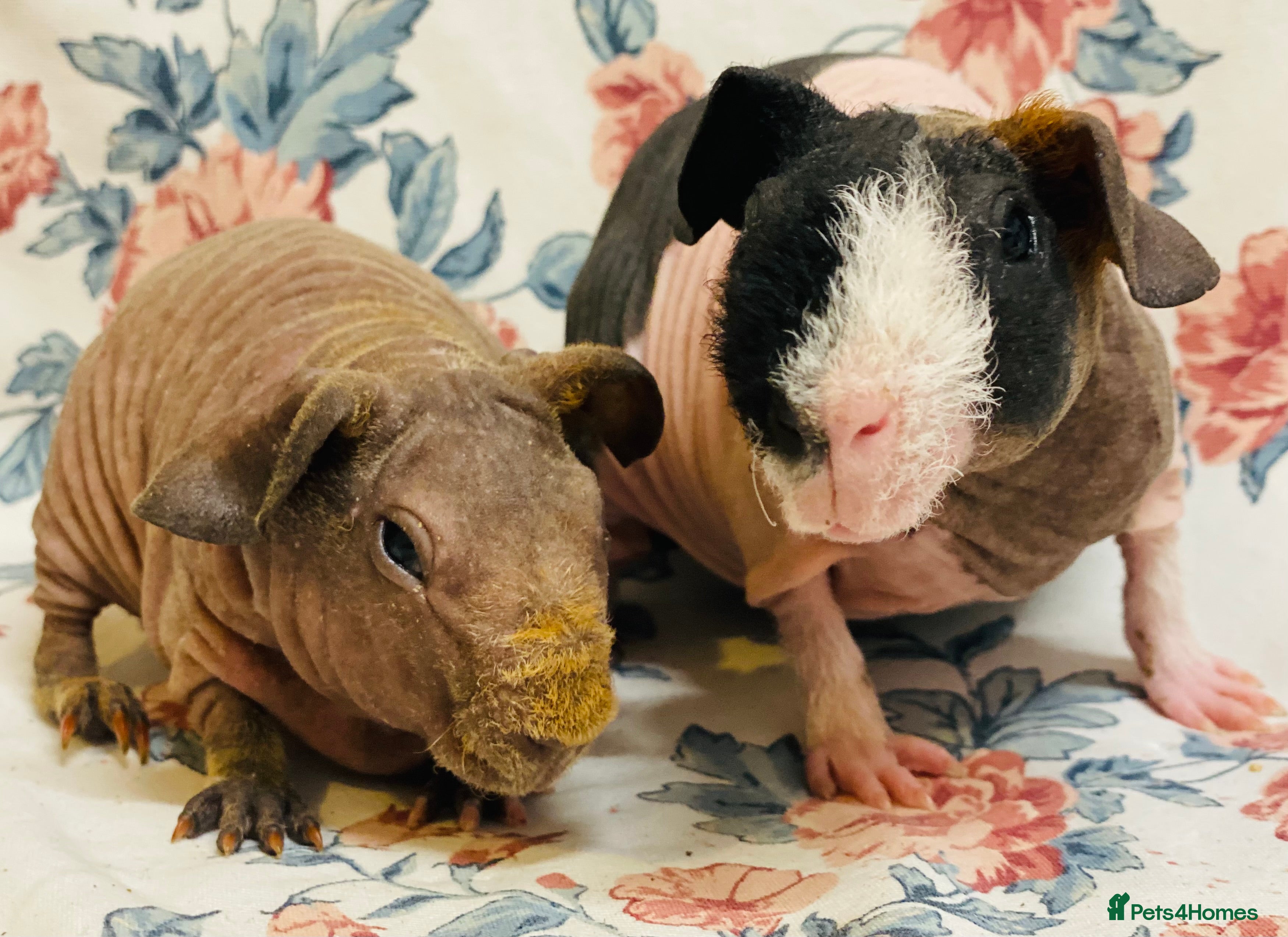 Guinea Pig rodents Pedigree Baby skinny pig pair of males  - Advert 19