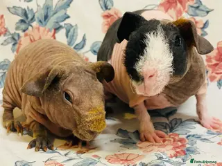 Guinea Pig rodents Pedigree Baby skinny pig pair of males - Advert 21
