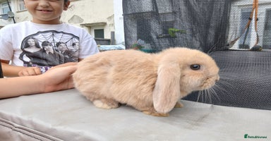 Mini Lop rabbits - Advert 12