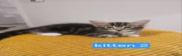 Bengal cats for sale: Bengal- mainecoon mix - Advert 5