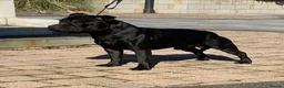 Staffordshire Bull Terrier dogs for stud: *ULTIMATE STUD PACKAGE DEAL* KASSIUS BEST UK BLACK in Manchester - Advert 2