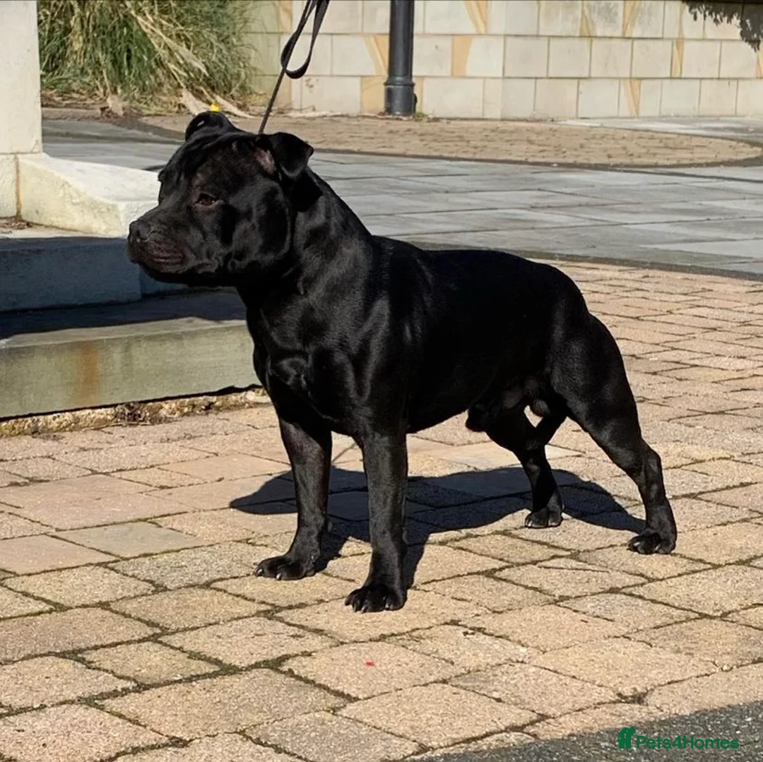 Staffordshire Bull Terrier dogs for stud: *ULTIMATE STUD PACKAGE DEAL* KASSIUS BEST UK BLACK in Manchester - Advert 2