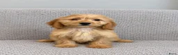 Cockapoo dogs for sale: Cockapoo Puppies Ready Now  - Advert 6