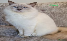 Ragdoll cats for sale: GCCF Registered Pedigree Lilac Point Ragdolls in Dundee - Image 10