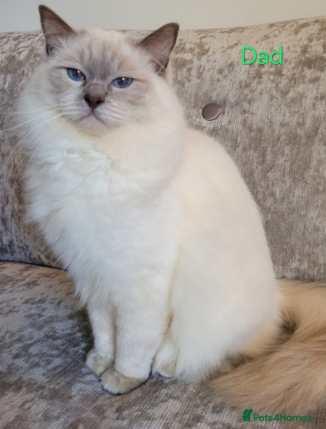 Ragdoll cats for sale: GCCF Registered Pedigree Lilac Point Ragdolls in Dundee - Image 10