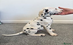 Dalmatian dogs for sale: Dalmatian  - Image 8