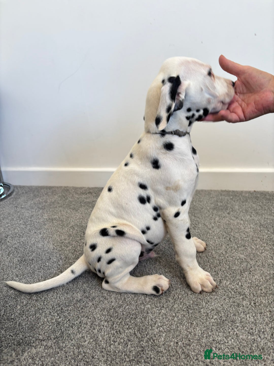 Dalmatian dogs for sale: Dalmatian  - Image 8