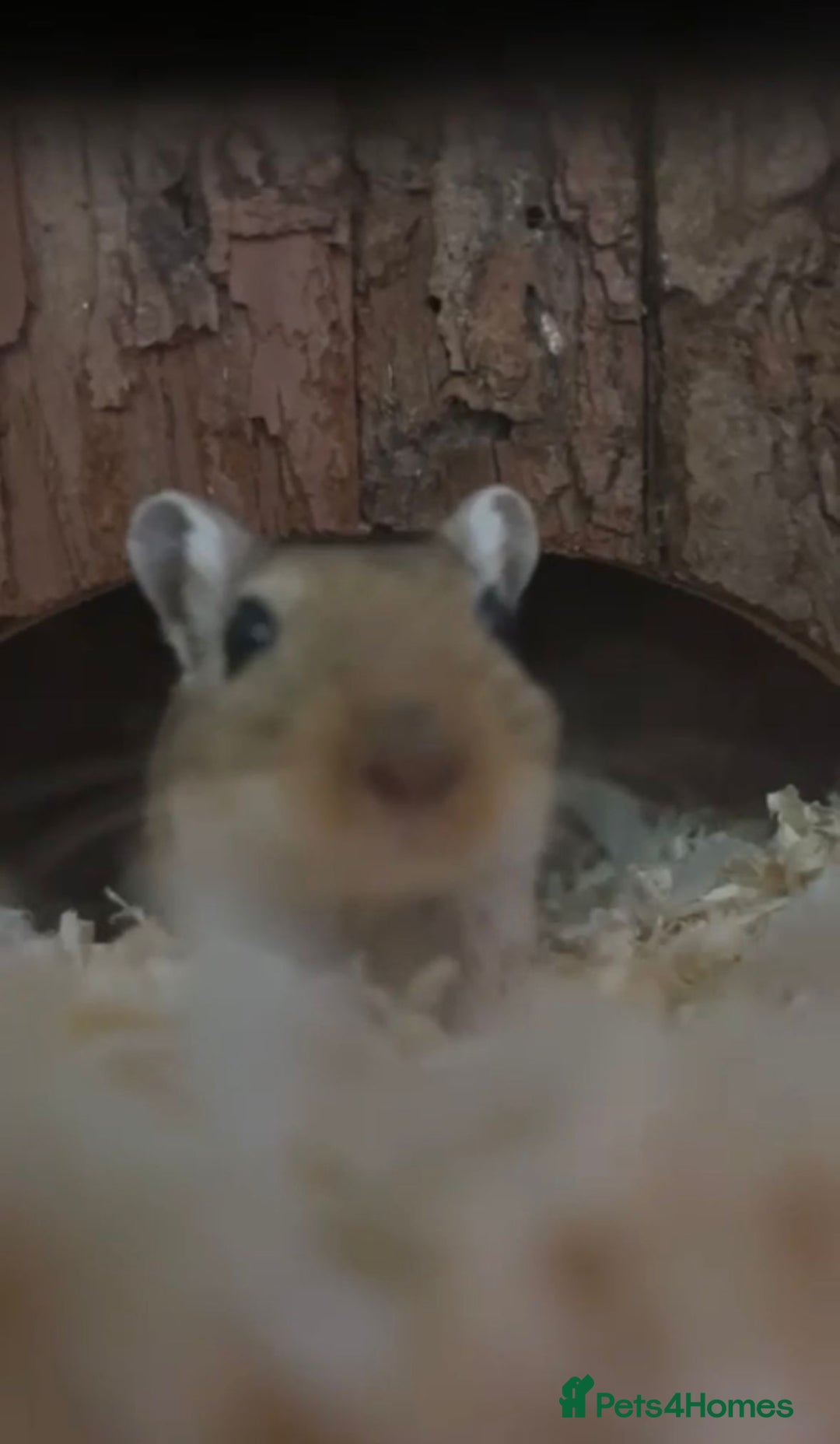 Gerbil rodents for sale: 2 Lovely Male Gerbils Needing New Home - Advert 3