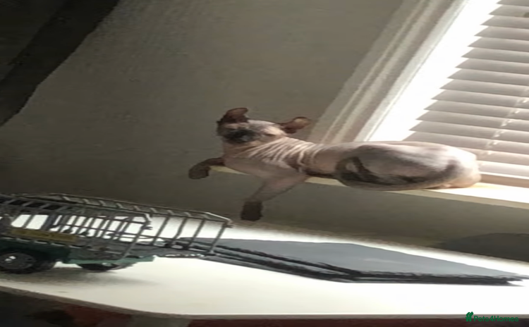 Sphynx cats - Advert 1