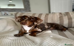 Dachshund dogs for sale: Rehoming 3 year old  - Image 3