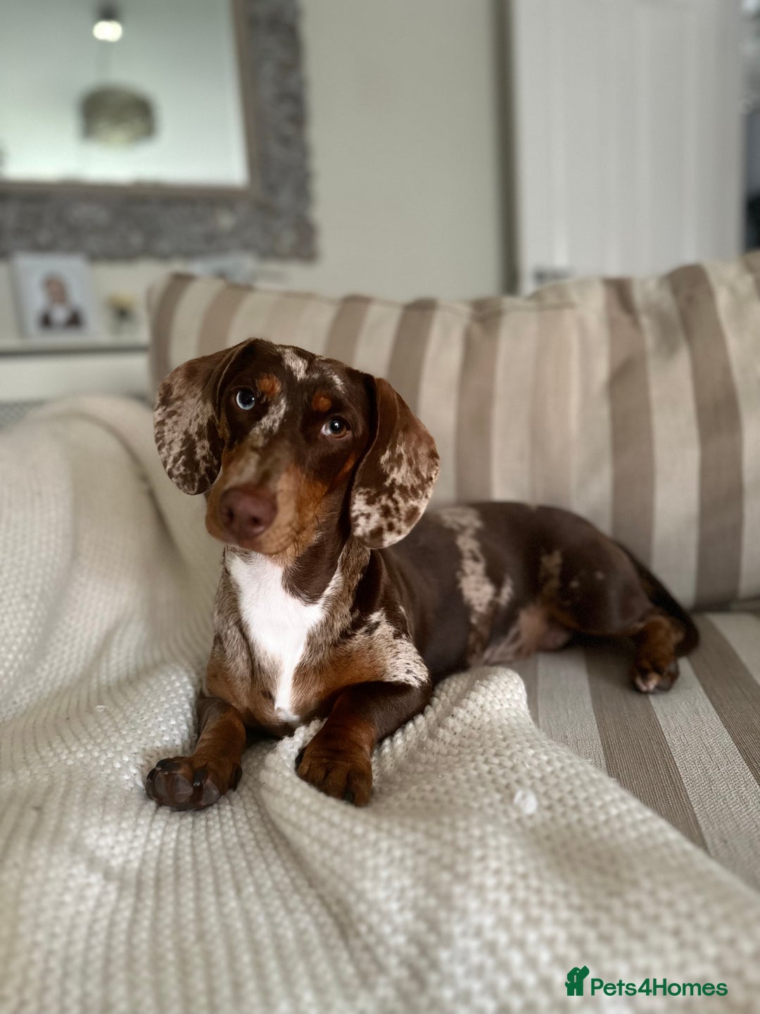 Dachshund dogs for sale: Rehoming 3 year old  - Image 3