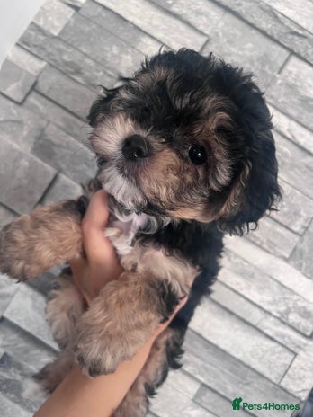 Yorkiepoo dogs - Advert 12