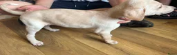 Lurcher dogs for sale: Lurcher pups  - Advert 8