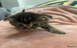 Scottish Fold cats for sale: Scottish fold/straight kittens  - Image 17