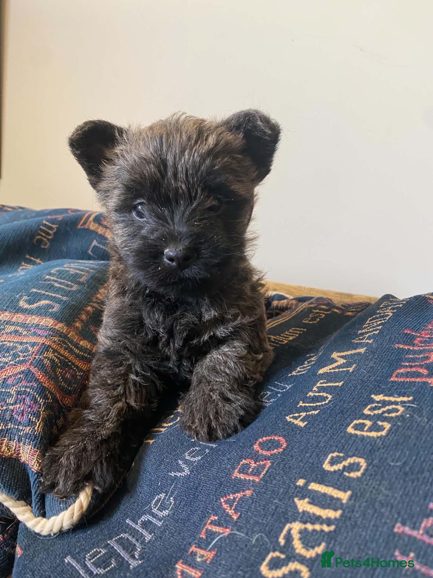 Cairn Terrier dogs Cairn Terrier Puppies - Advert 5