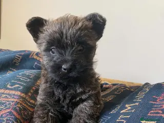 Cairn Terrier dogs Cairn Terrier Puppies - Advert 5