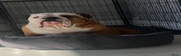 English Bulldog dogs for sale: Puppies Due 21st September Waiting List Now Open  - Advert 3