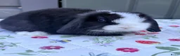 Mini Lop rabbits for sale: Mini lop Rabbits for sale 2 Doe and buck  - Advert 5