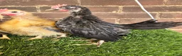 Chickens poultry for sale: Serama Cockerels  - Advert 6