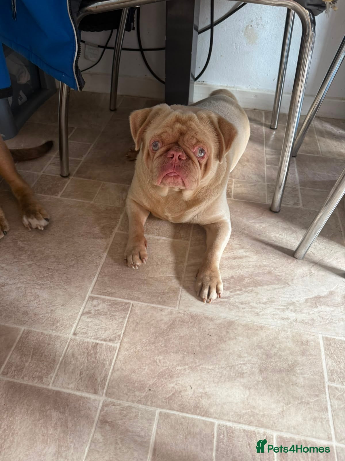 Jug dogs 6 adorable babies looking for their forever homes! - Advert 2