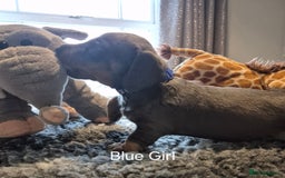 Dachshund dogs for sale: Dachshund Puppies looking for forever homes - Image 15