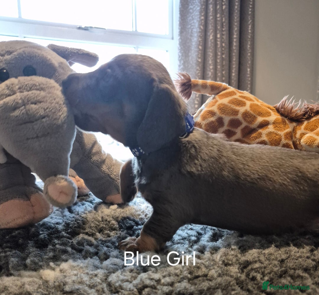 Dachshund dogs for sale: Dachshund Puppies looking for forever homes - Image 15