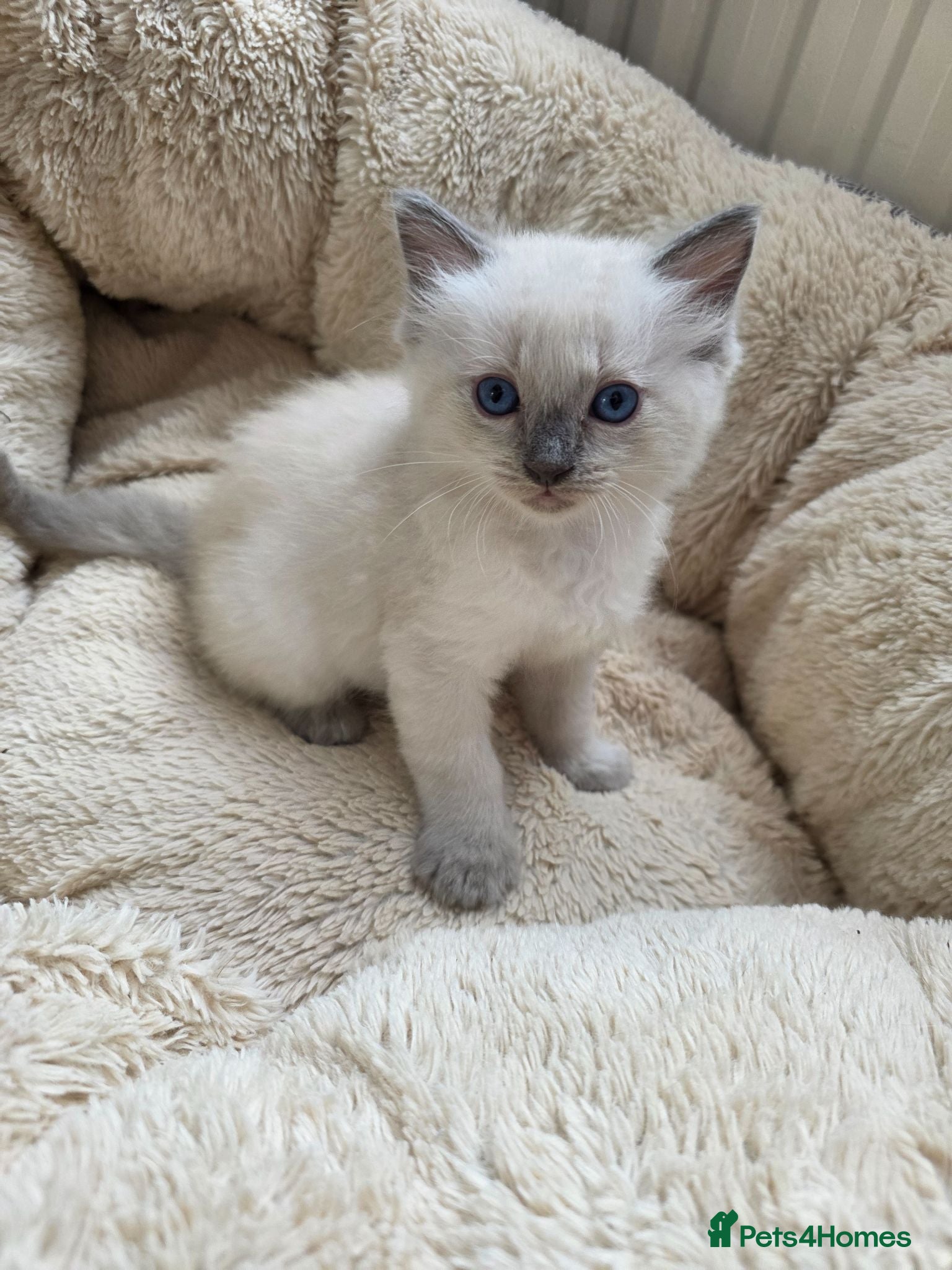Ragdoll cats Ragdolls kittens.Ready for pickup now😻🙀 - Advert 2