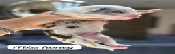 Australian Shepherd dogs for sale: Outstanding Merle/Black and Tan KC Reg Puppies  - Advert 8