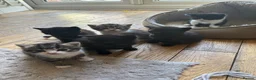 Mixed Breed cats for sale: Adorable kittens looking for their forever homes - Advert 22