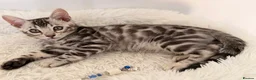 Bengal cats for sale: Exceptional Silver Bengal Kittens - Advert 8